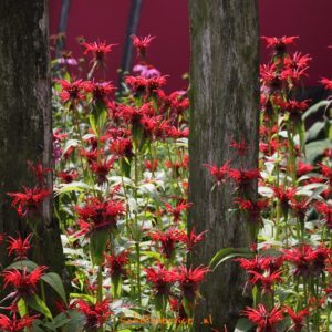 Monarda didyma, Cambridge Scarlet, Bergamotplant, rood bloeiende, vaste plant