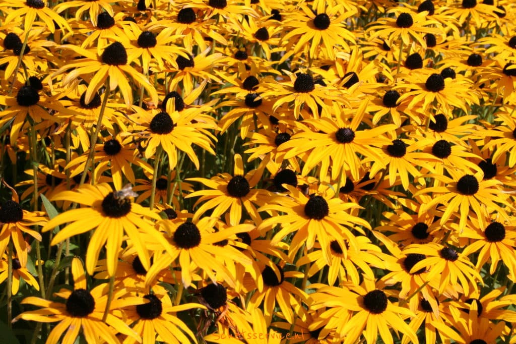 Geel bloeiende vaste planten Schetsservice