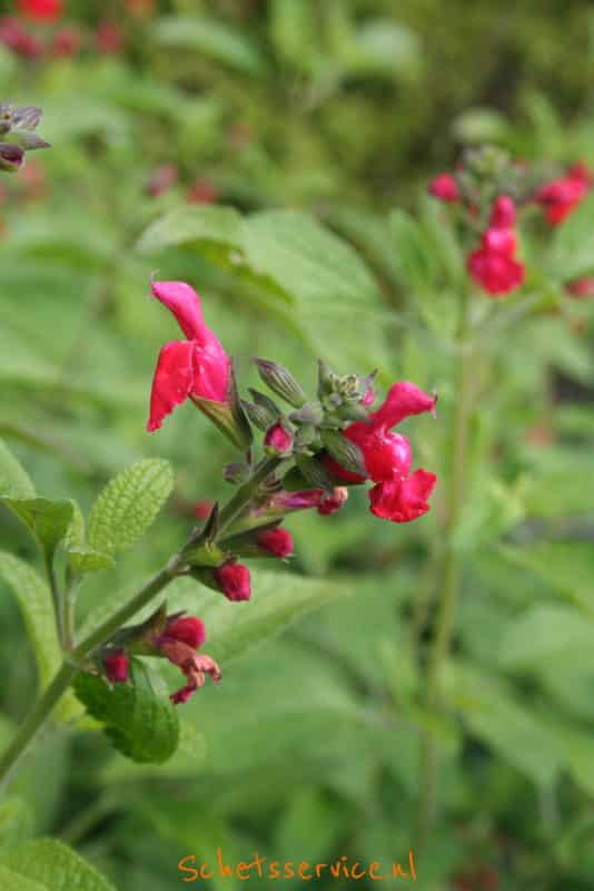 Salvia coccinea 'Lady in Red' - Salie, rode salie