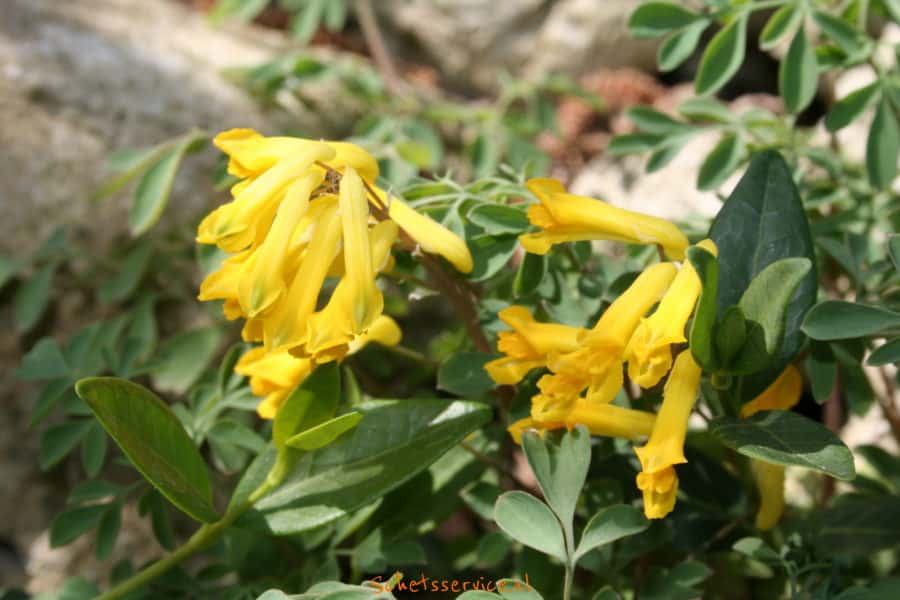 Corydalis lutea - Gele helmbloem