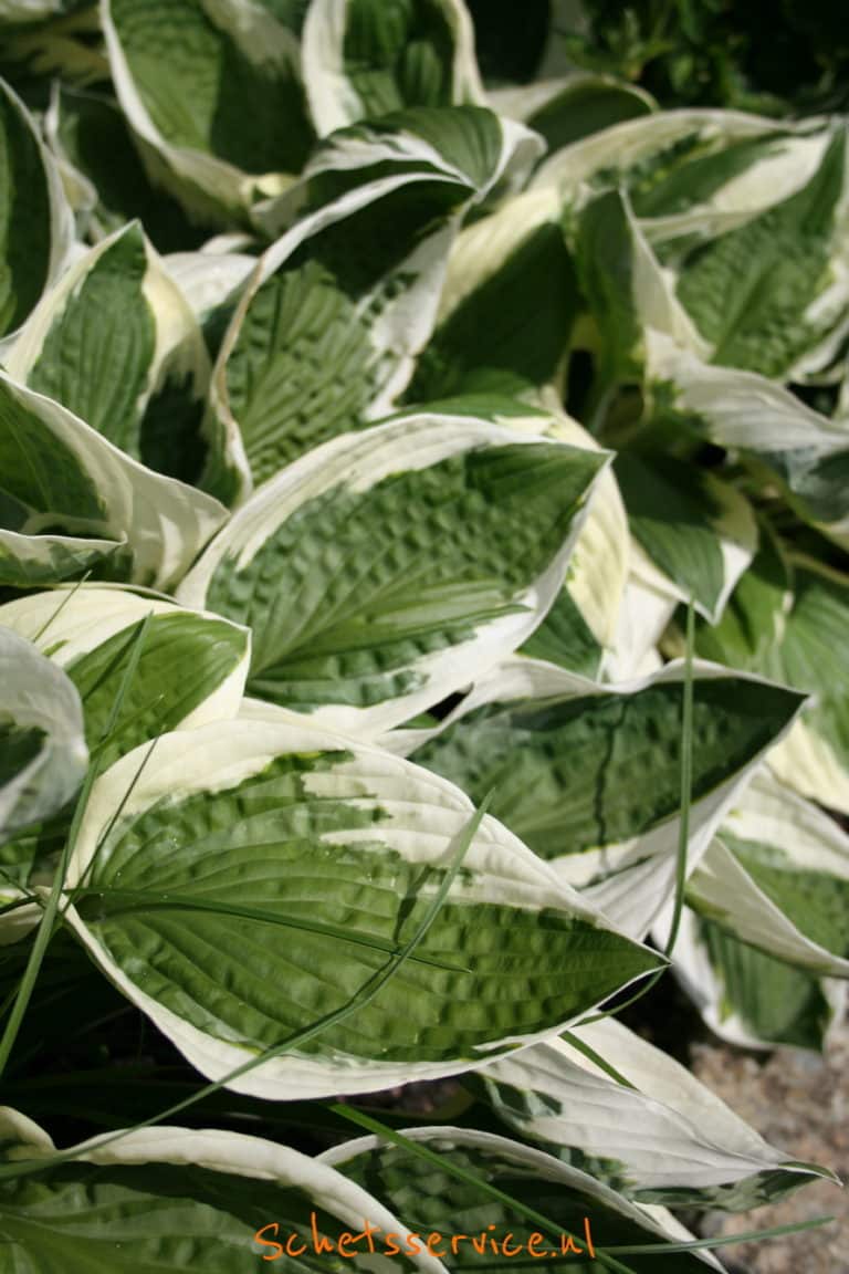 Hosta 'Patriot' - Bontbladige hartlelie is een bontbladige tuinplant