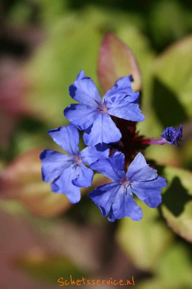 Loodkruid is een blauwbloeiende vaste plant