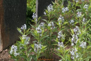 Amsonia tabernaemontana salicifolia-image