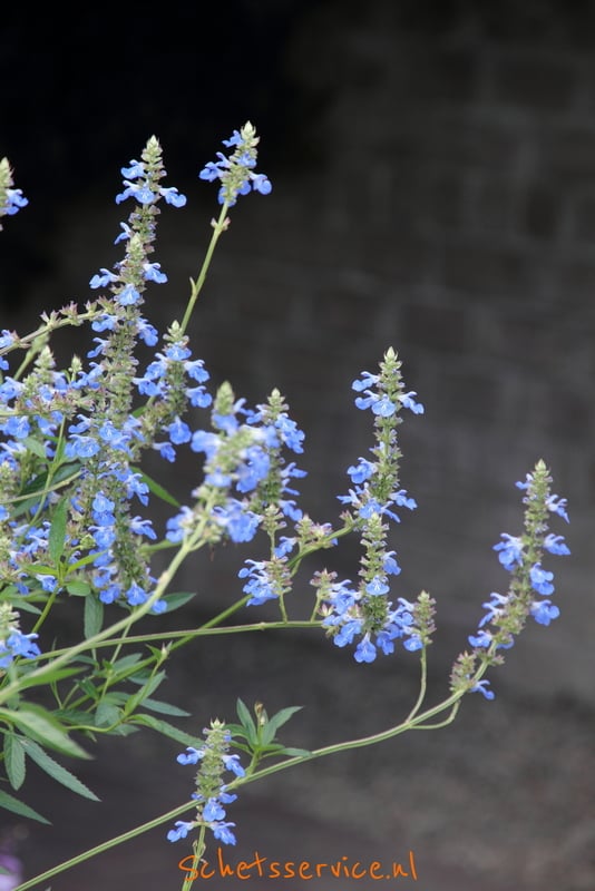 Salvia uliginosa - Blauwe salie