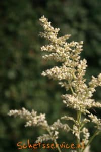 Artemissia lactiflora-image
