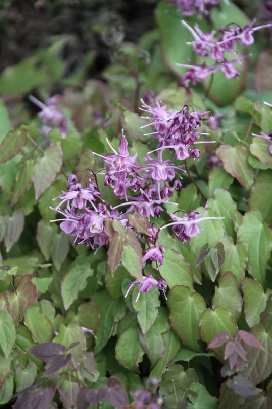 Epimedium grandiflora 'Lilafee' - Elfenbloem