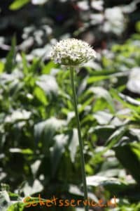 Allium tuberosum-image
