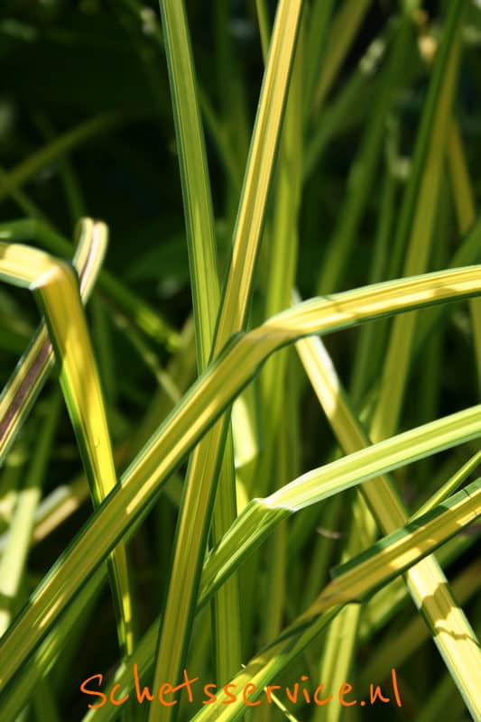 Carex elata 'Aurea' - Stijve zegge, gouden zegge