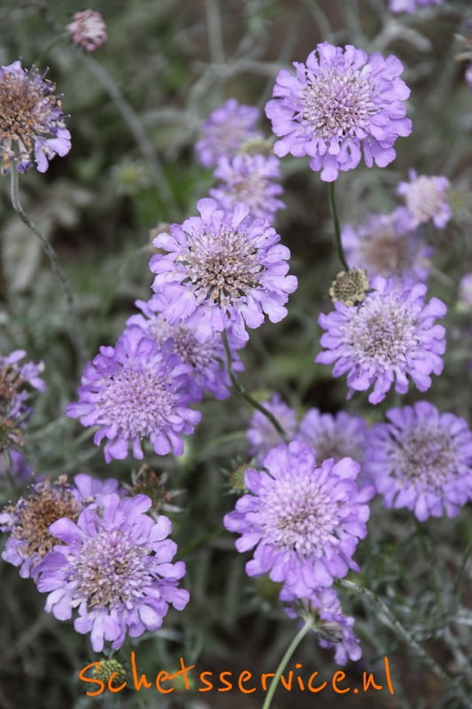 Scabiosa columbaria 'Butterfly Blue'-image