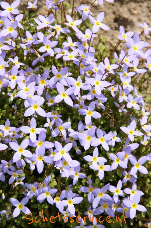 Houstonia caerulea 'Millard's Variety' - Alpengemkers, porseleinsterretje